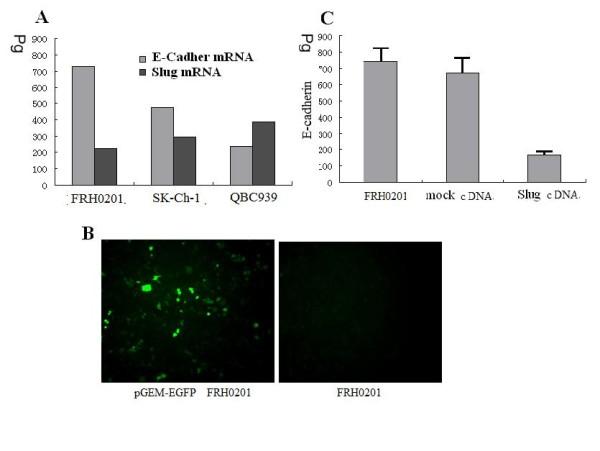 https://cdn.ncbi.nlm.nih.gov/pmc/blobs/a9bc/2905342/21b4e3e9dd3d/1756-9966-29-88-2.jpg