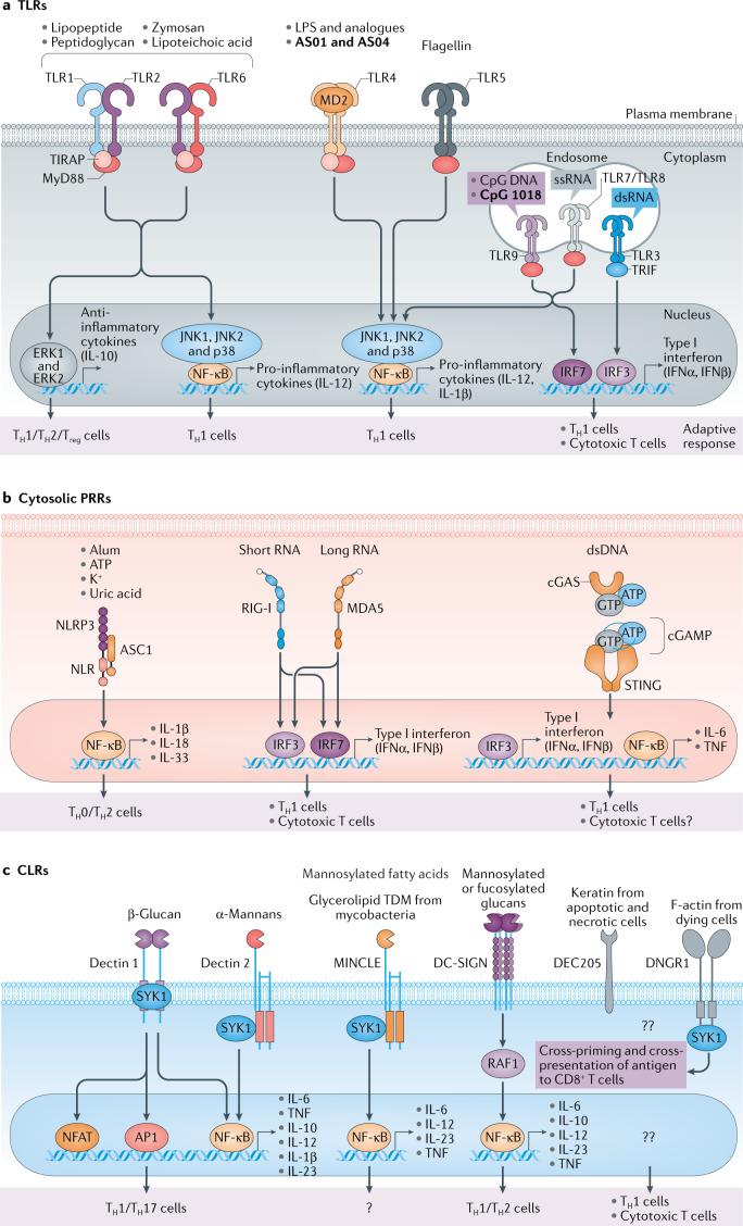 https://cdn.ncbi.nlm.nih.gov/pmc/blobs/a9bc/8023785/177cf9f345c4/41573_2021_163_Fig1_HTML.jpg