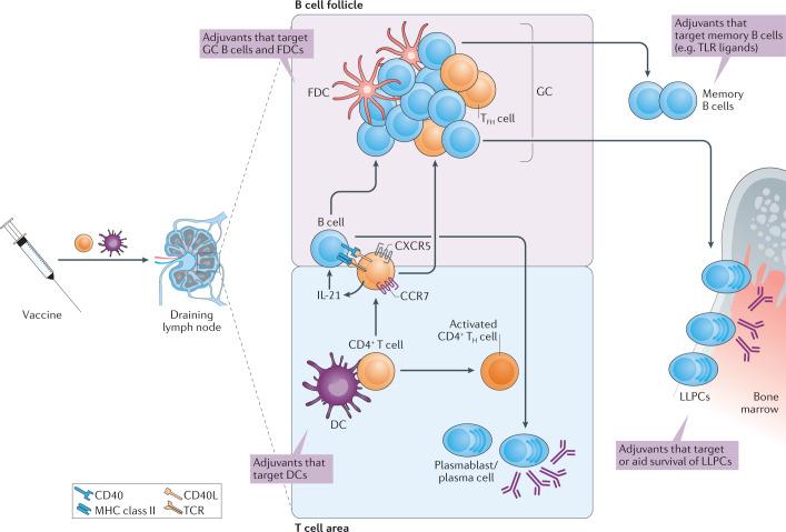 https://cdn.ncbi.nlm.nih.gov/pmc/blobs/a9bc/8023785/6d789144087a/41573_2021_163_Fig3_HTML.jpg
