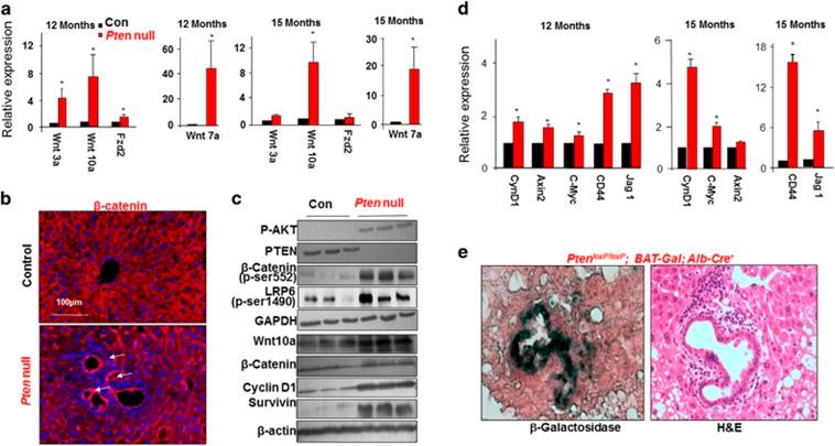https://cdn.ncbi.nlm.nih.gov/pmc/blobs/a9bd/5666317/354abd34f117/onc2017207f2.jpg