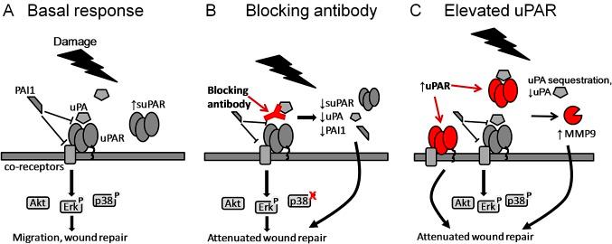 https://cdn.ncbi.nlm.nih.gov/pmc/blobs/a9be/3358731/e1afc5f7008c/thoraxjnl-2011-200508fig7.jpg