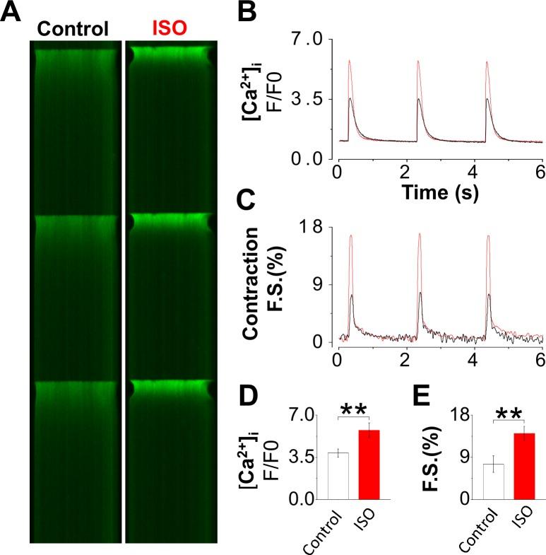 https://cdn.ncbi.nlm.nih.gov/pmc/blobs/a9bf/4976940/0ac63ba2d0a6/pone.0160605.g004.jpg