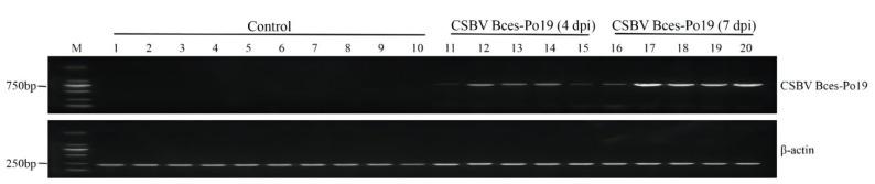 https://cdn.ncbi.nlm.nih.gov/pmc/blobs/a9c3/9230003/19337790f649/viruses-14-01216-g004.jpg