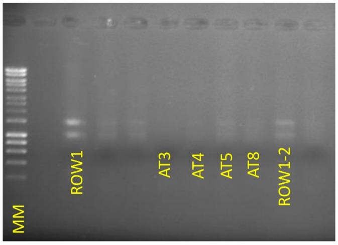 https://cdn.ncbi.nlm.nih.gov/pmc/blobs/a9c7/6481080/8989ef697566/mps-02-00015-g002.jpg