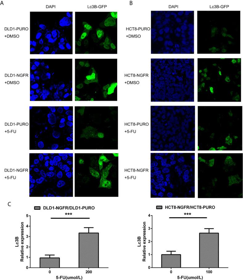 https://cdn.ncbi.nlm.nih.gov/pmc/blobs/a9cc/8120287/961cbe16dd0f/fonc-11-652081-g003.jpg