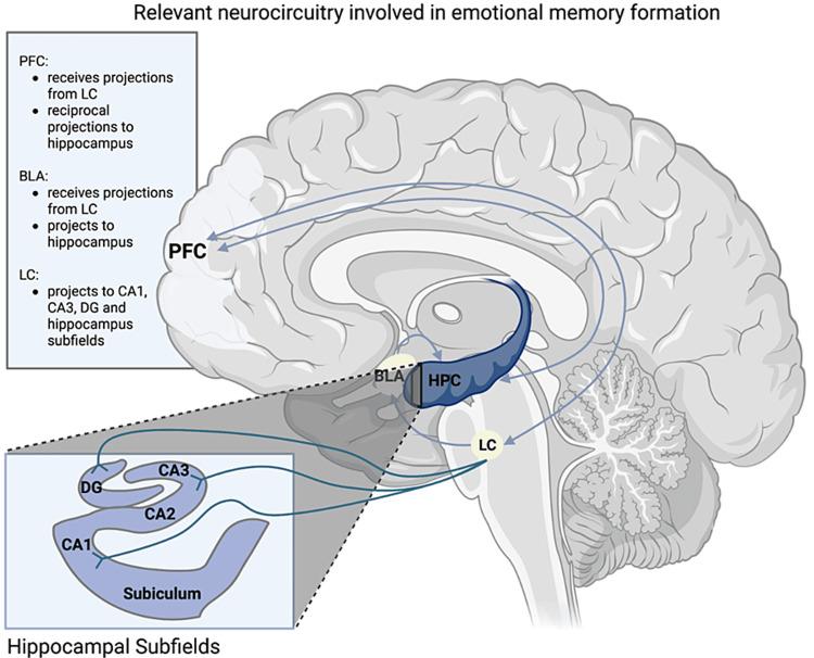 https://cdn.ncbi.nlm.nih.gov/pmc/blobs/a9cd/11313157/41e601d6c755/cureus-0016-00000064237-i02.jpg