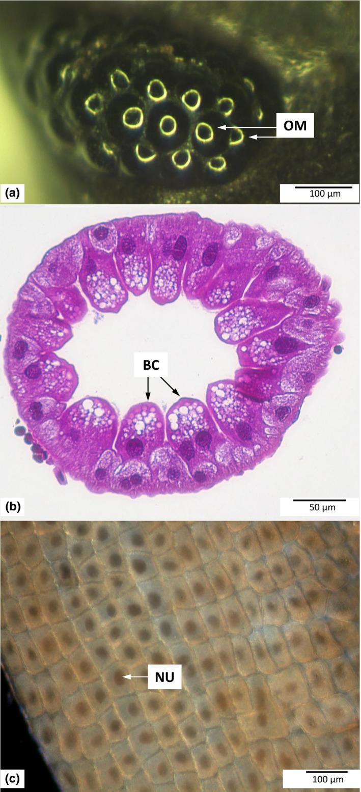 https://cdn.ncbi.nlm.nih.gov/pmc/blobs/a9d0/7487255/faff32d4e2a7/ECE3-10-9552-g001.jpg
