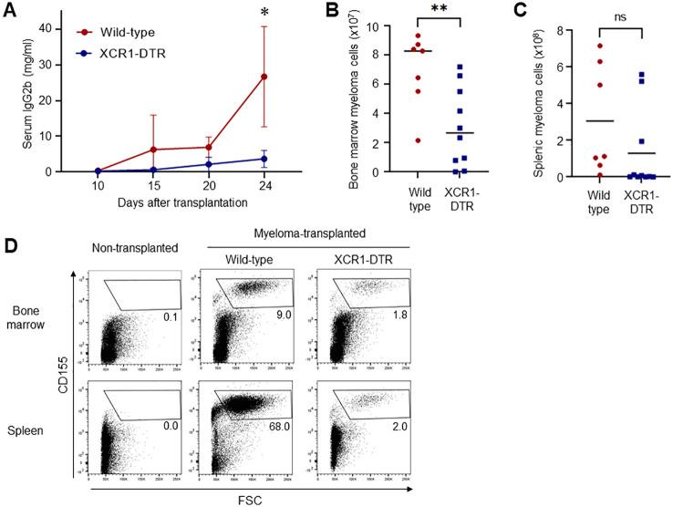 https://cdn.ncbi.nlm.nih.gov/pmc/blobs/a9d1/11518711/99055c45887c/fimmu-15-1444821-g001.jpg