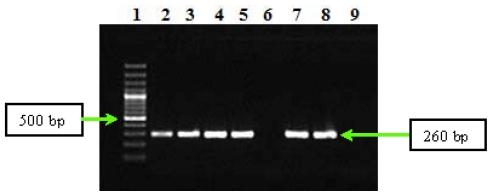 https://cdn.ncbi.nlm.nih.gov/pmc/blobs/a9d3/3257143/ab10074133eb/ijms-12-09504f1.jpg