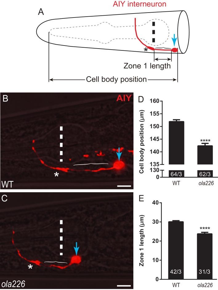 https://cdn.ncbi.nlm.nih.gov/pmc/blobs/a9d5/7164957/9da039f79a61/elife-55890-fig3-figsupp1.jpg