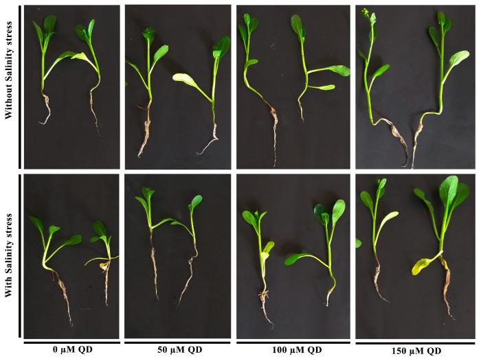 https://cdn.ncbi.nlm.nih.gov/pmc/blobs/a9d6/11207431/e80b5c516a91/plants-13-01698-g003.jpg