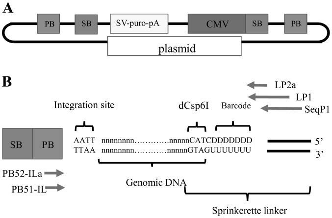 https://cdn.ncbi.nlm.nih.gov/pmc/blobs/a9d6/4532242/efec594f5042/IJO-47-03-0867-g01.jpg