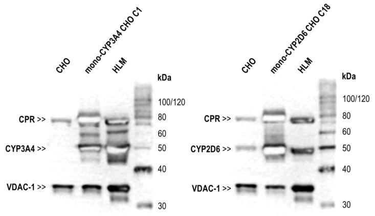 https://cdn.ncbi.nlm.nih.gov/pmc/blobs/a9d9/12071759/b589b18f15f3/ijms-26-03992-g003.jpg