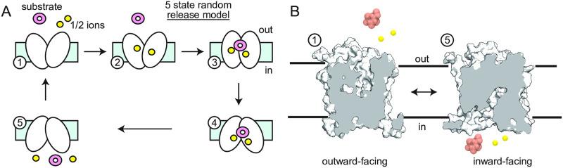 https://cdn.ncbi.nlm.nih.gov/pmc/blobs/a9d9/7331977/8e17e7961f55/pcbi.1007789.g002.jpg