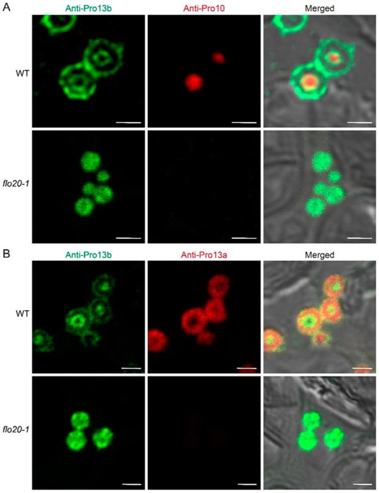 https://cdn.ncbi.nlm.nih.gov/pmc/blobs/a9dd/10780996/b567f0bbc9ce/plants-13-00081-g006.jpg