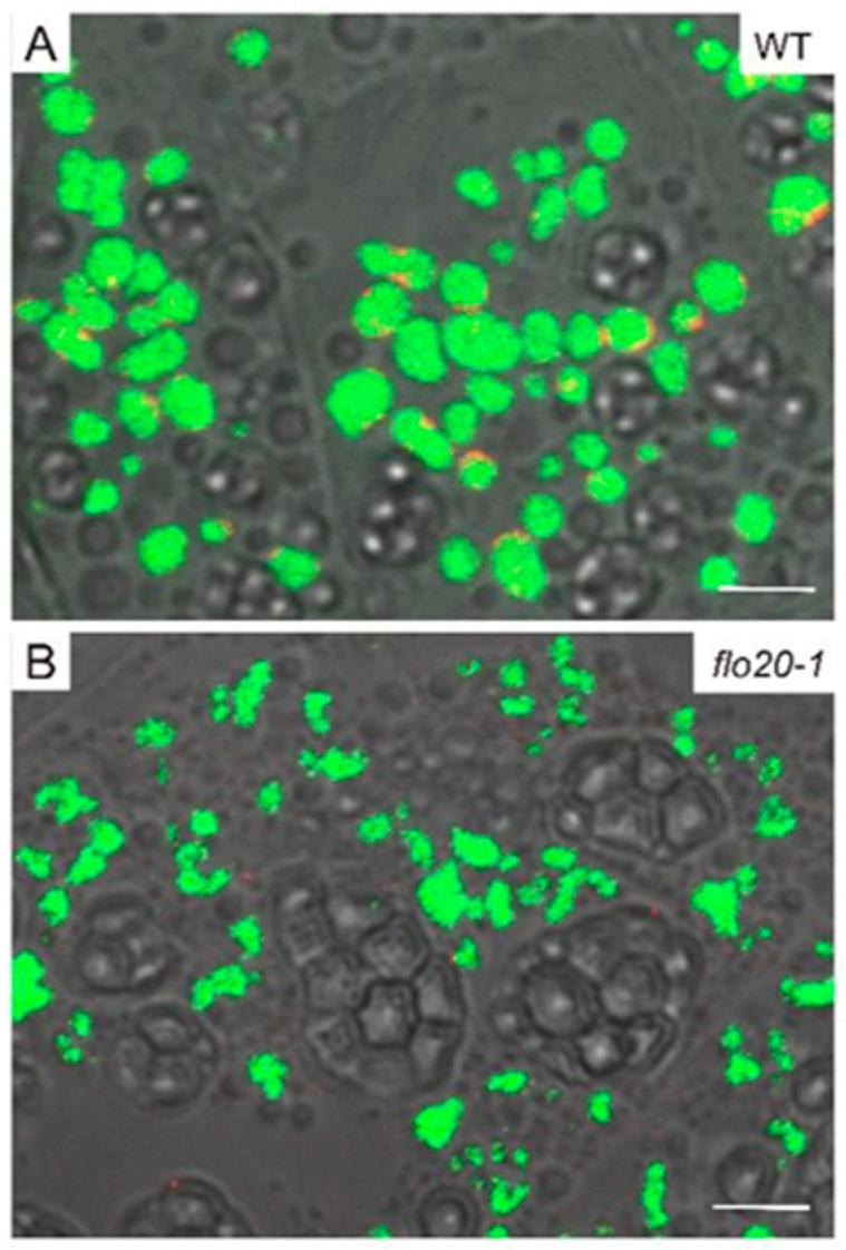 https://cdn.ncbi.nlm.nih.gov/pmc/blobs/a9dd/10780996/bea737b5db5c/plants-13-00081-g003.jpg