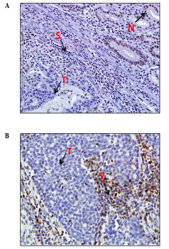 https://cdn.ncbi.nlm.nih.gov/pmc/blobs/a9df/6897031/012d732ec349/APJCP-20-509-g002.jpg
