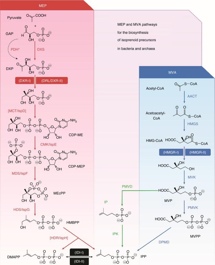 https://cdn.ncbi.nlm.nih.gov/pmc/blobs/a9e0/4737270/355958abb35a/APT-43-197-g003.jpg