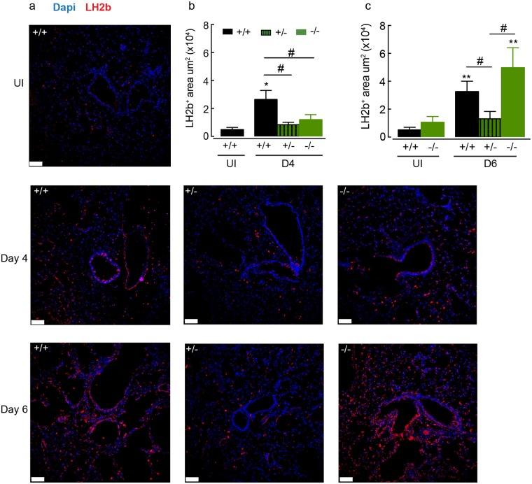 https://cdn.ncbi.nlm.nih.gov/pmc/blobs/a9e1/6291165/33f7e5208b15/ppat.1007423.g008.jpg
