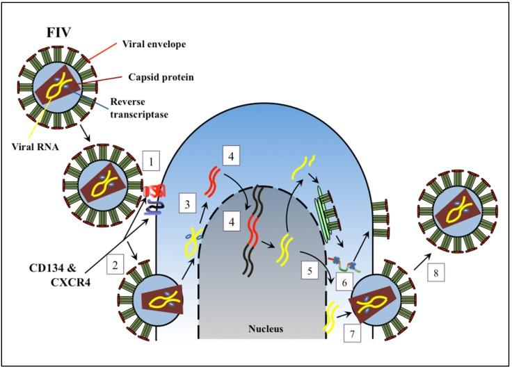 https://cdn.ncbi.nlm.nih.gov/pmc/blobs/a9e2/3386625/a2a4f114435c/viruses-04-00708-g001.jpg