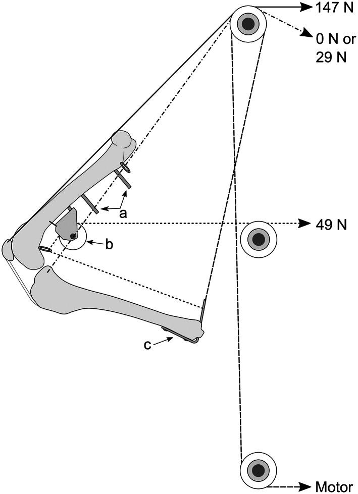 https://cdn.ncbi.nlm.nih.gov/pmc/blobs/a9e5/9546295/35ca3e52f370/VSU-51-940-g004.jpg
