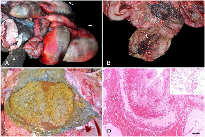 https://cdn.ncbi.nlm.nih.gov/pmc/blobs/a9e5/9751468/7e2d629f8b3d/10.1177_10406387221130024-fig1.jpg