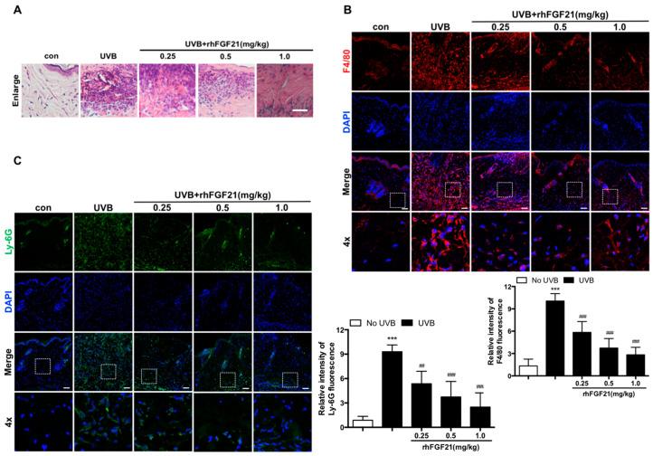 https://cdn.ncbi.nlm.nih.gov/pmc/blobs/a9e7/9603848/06ac10a9b2dd/ijms-23-12466-g002.jpg