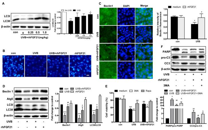 https://cdn.ncbi.nlm.nih.gov/pmc/blobs/a9e7/9603848/dae436615bb2/ijms-23-12466-g005.jpg