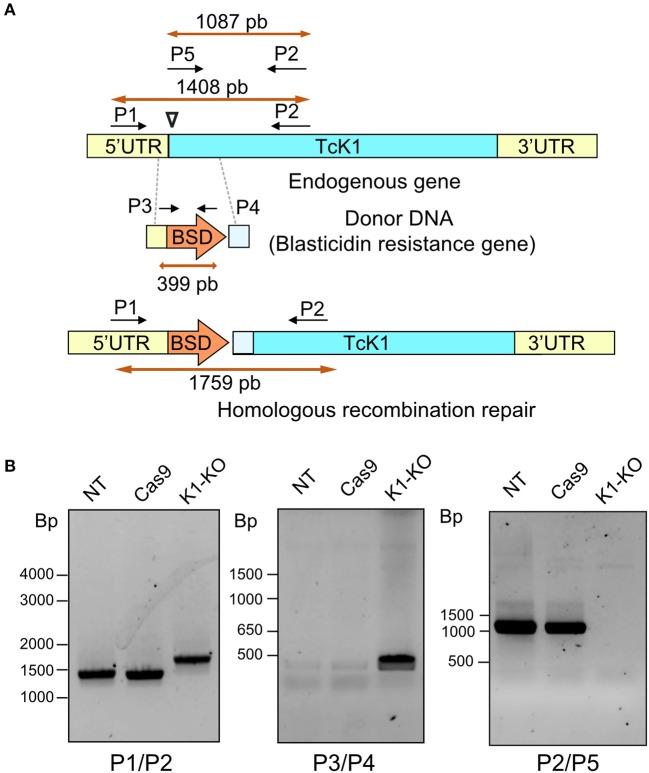 https://cdn.ncbi.nlm.nih.gov/pmc/blobs/a9e8/7176912/45f85d5d2ebe/fcimb-10-00149-g0002.jpg