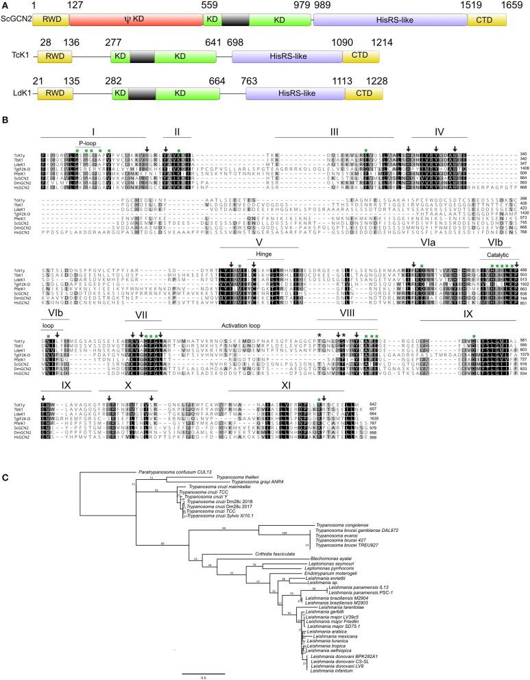 https://cdn.ncbi.nlm.nih.gov/pmc/blobs/a9e8/7176912/6c9f1da7359e/fcimb-10-00149-g0001.jpg