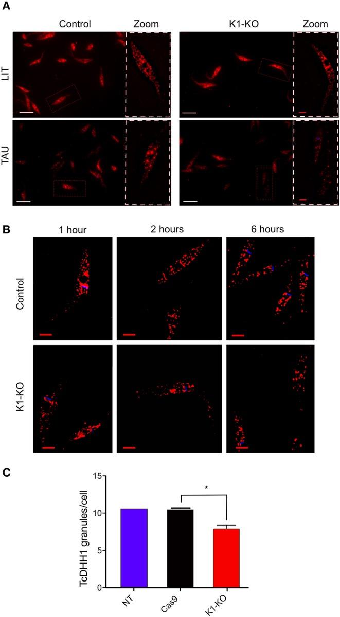 https://cdn.ncbi.nlm.nih.gov/pmc/blobs/a9e8/7176912/fa18fbbc48b4/fcimb-10-00149-g0005.jpg