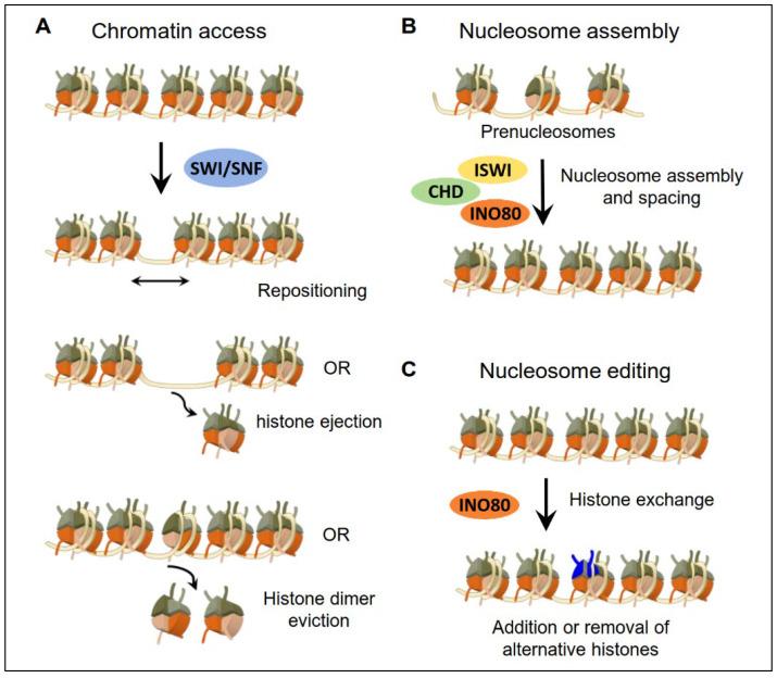 https://cdn.ncbi.nlm.nih.gov/pmc/blobs/a9e9/9655648/153a7b56c89c/ijms-23-12815-g002.jpg