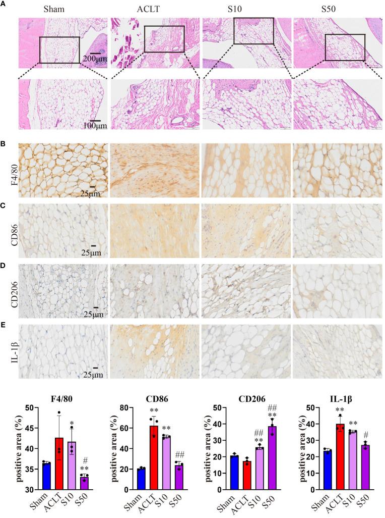 https://cdn.ncbi.nlm.nih.gov/pmc/blobs/a9ec/10896988/36214980969d/fimmu-15-1344949-g008.jpg