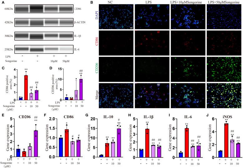 https://cdn.ncbi.nlm.nih.gov/pmc/blobs/a9ec/10896988/e3d4526678ab/fimmu-15-1344949-g001.jpg