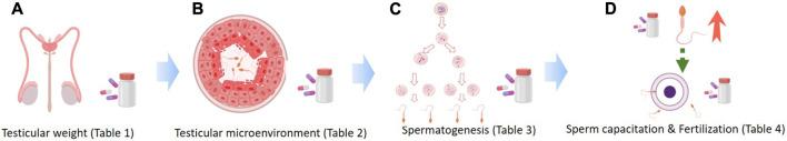 https://cdn.ncbi.nlm.nih.gov/pmc/blobs/a9ee/10543686/649b44930887/fcell-11-1258574-g001.jpg
