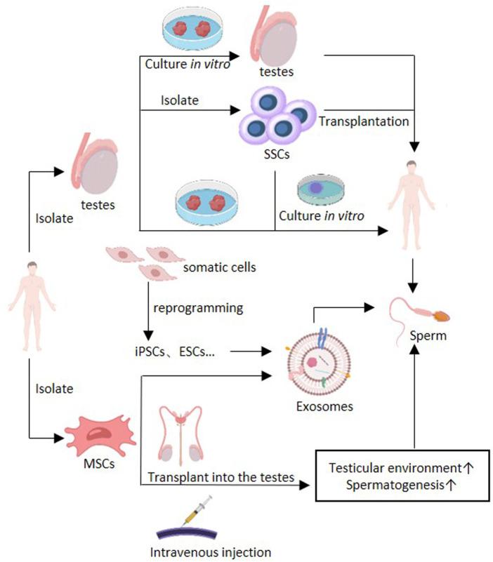 https://cdn.ncbi.nlm.nih.gov/pmc/blobs/a9ee/10543686/c53dfacc9638/fcell-11-1258574-g002.jpg