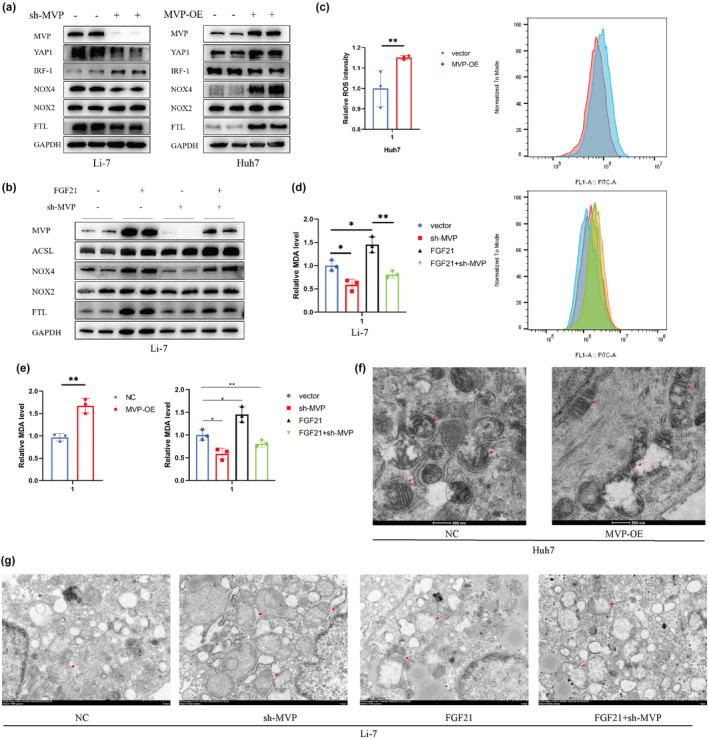 https://cdn.ncbi.nlm.nih.gov/pmc/blobs/a9ee/11325046/2900c8b7ef86/CTS-17-e13910-g003.jpg