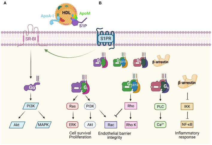 https://cdn.ncbi.nlm.nih.gov/pmc/blobs/a9ee/8958020/7075ff5d030f/fcvm-09-846990-g0002.jpg