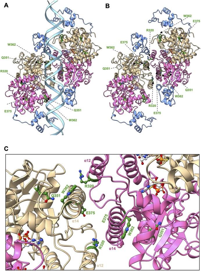 https://cdn.ncbi.nlm.nih.gov/pmc/blobs/a9ef/12199157/08013527eaa7/gkaf537fig8.jpg