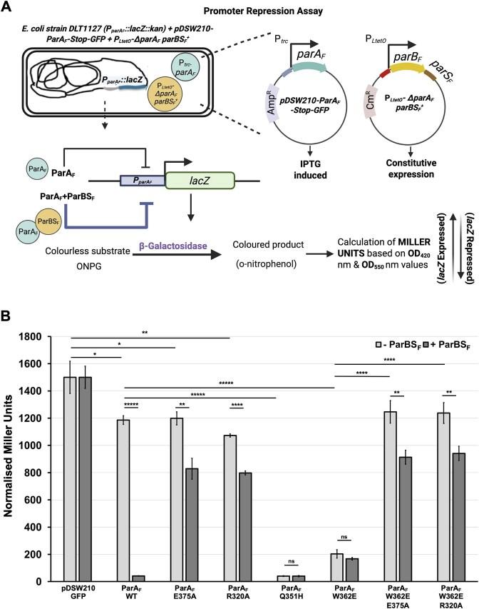 https://cdn.ncbi.nlm.nih.gov/pmc/blobs/a9ef/12199157/fce2902faf96/gkaf537fig10.jpg