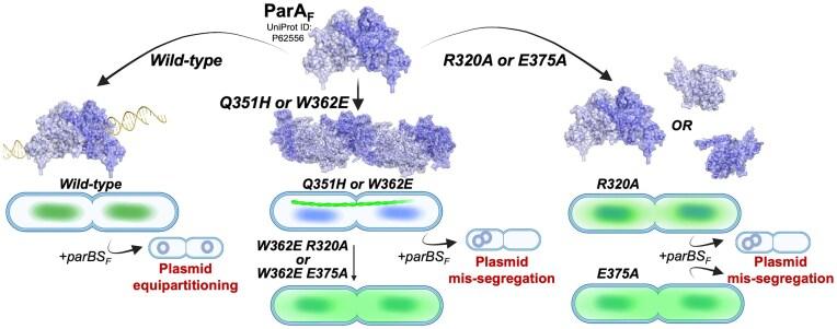 https://cdn.ncbi.nlm.nih.gov/pmc/blobs/a9ef/12199157/fead19dc000d/gkaf537figgra1.jpg