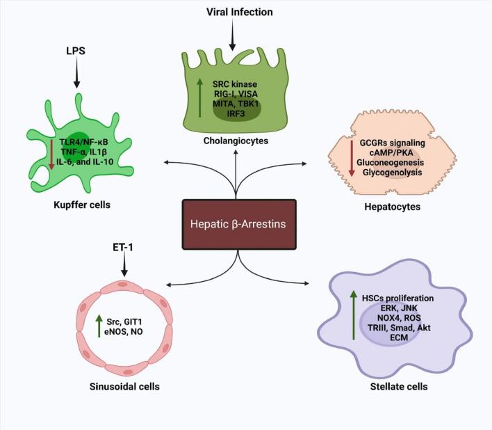 https://cdn.ncbi.nlm.nih.gov/pmc/blobs/a9f0/10676313/a29db3ca5315/11033_2023_8898_Fig1_HTML.jpg