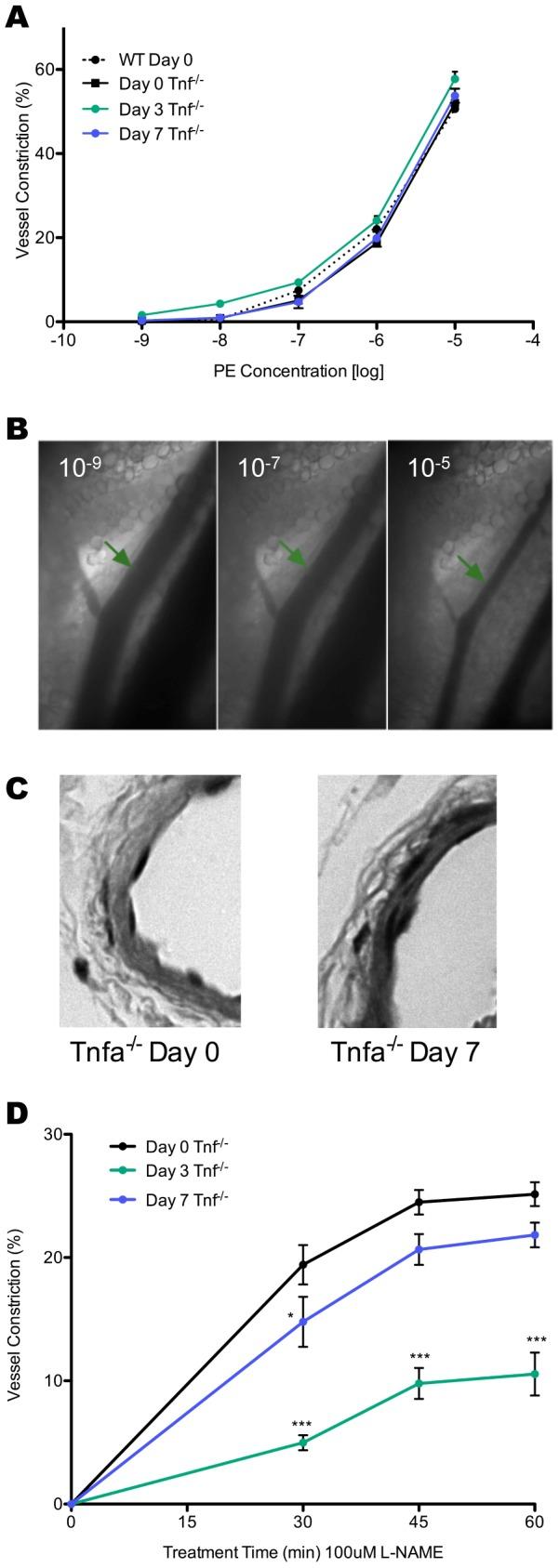 https://cdn.ncbi.nlm.nih.gov/pmc/blobs/a9f0/3616017/10a5faba8bb2/pone.0060741.g006.jpg