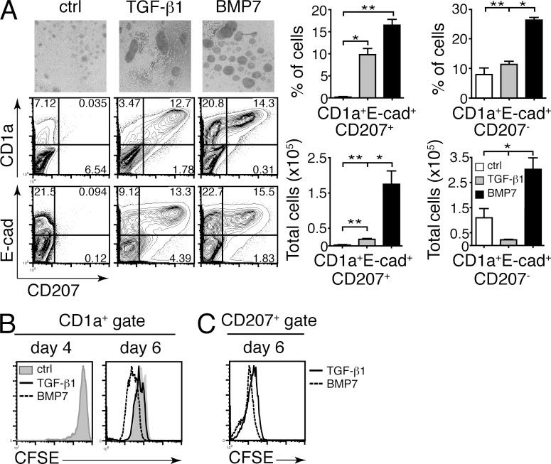 https://cdn.ncbi.nlm.nih.gov/pmc/blobs/a9f0/3832935/153ae7d4b14c/JEM_20130275_Fig4.jpg
