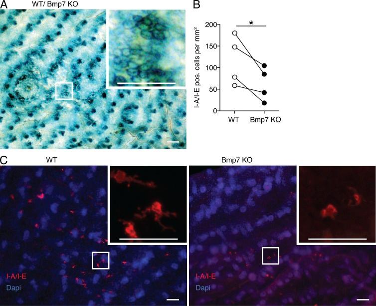 https://cdn.ncbi.nlm.nih.gov/pmc/blobs/a9f0/3832935/9b42c1dd4381/JEM_20130275_Fig3.jpg