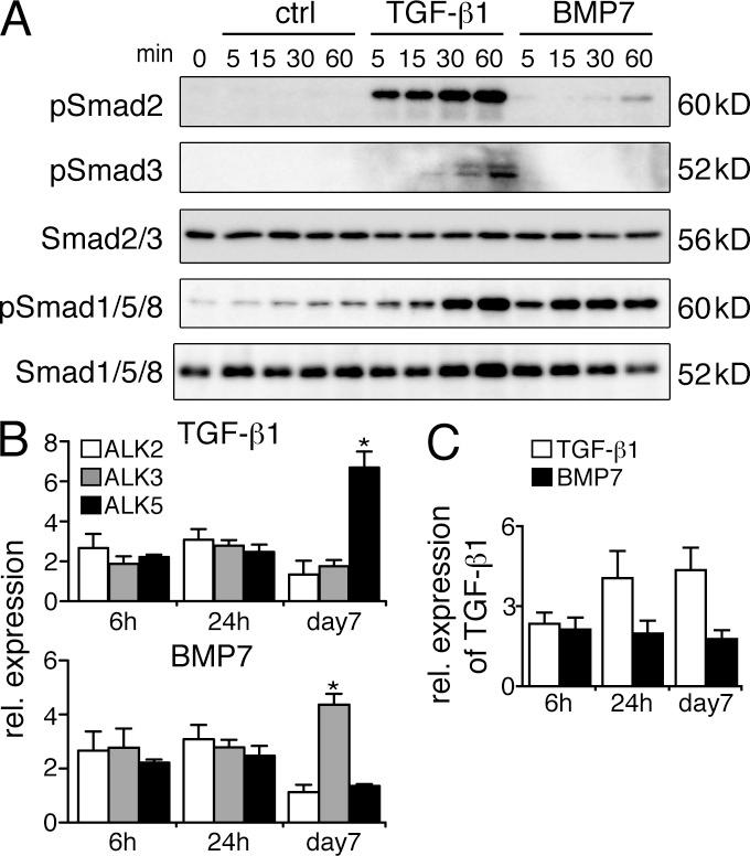 https://cdn.ncbi.nlm.nih.gov/pmc/blobs/a9f0/3832935/d7f1db06ecb7/JEM_20130275_Fig5.jpg