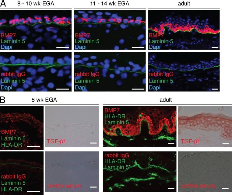 https://cdn.ncbi.nlm.nih.gov/pmc/blobs/a9f0/3832935/f312945a54b1/JEM_20130275_Fig2.jpg