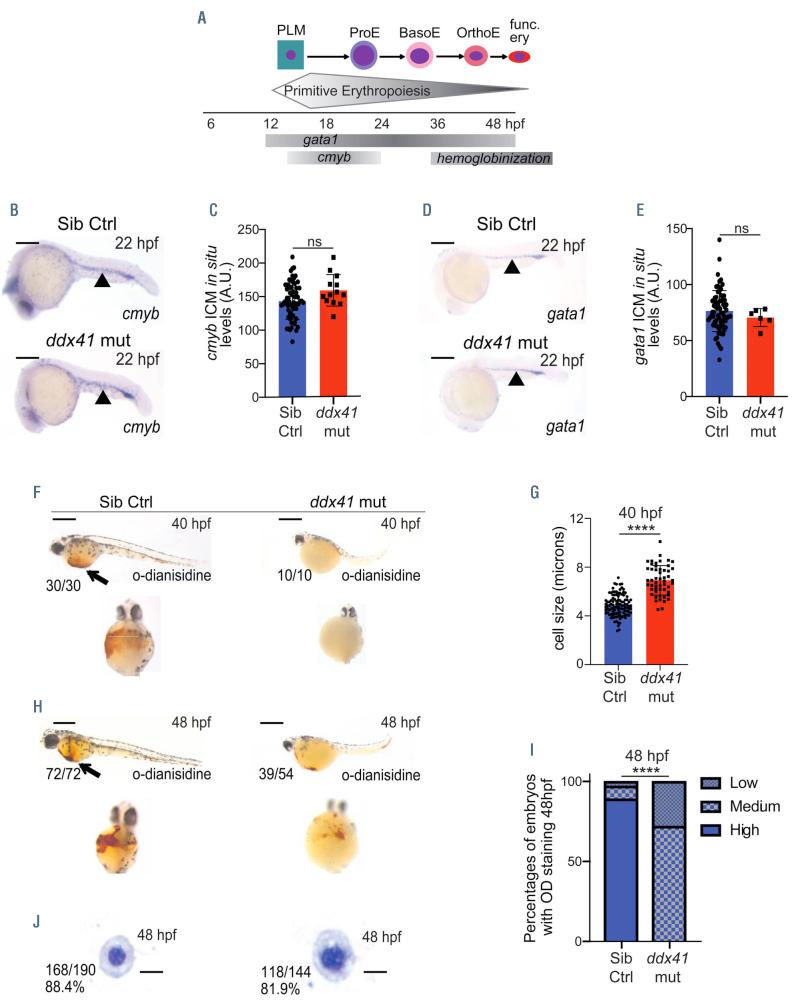 https://cdn.ncbi.nlm.nih.gov/pmc/blobs/a9f1/8883538/f027e45f3860/107644.fig1.jpg