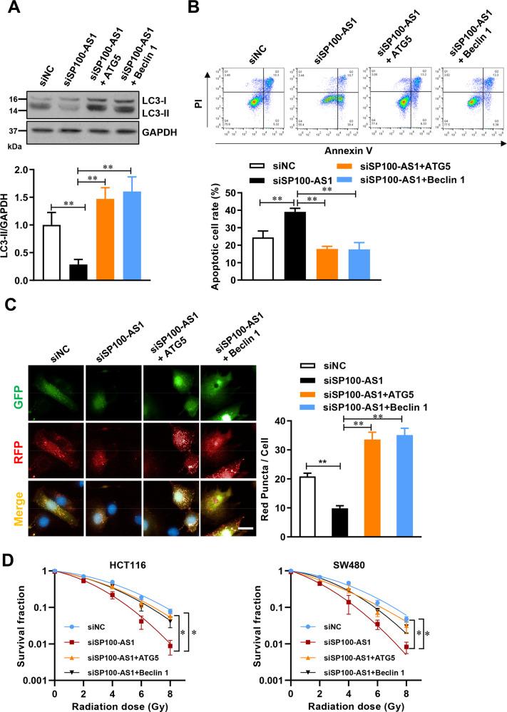 https://cdn.ncbi.nlm.nih.gov/pmc/blobs/a9f1/9883267/09867e2aba47/41418_2022_1049_Fig5_HTML.jpg