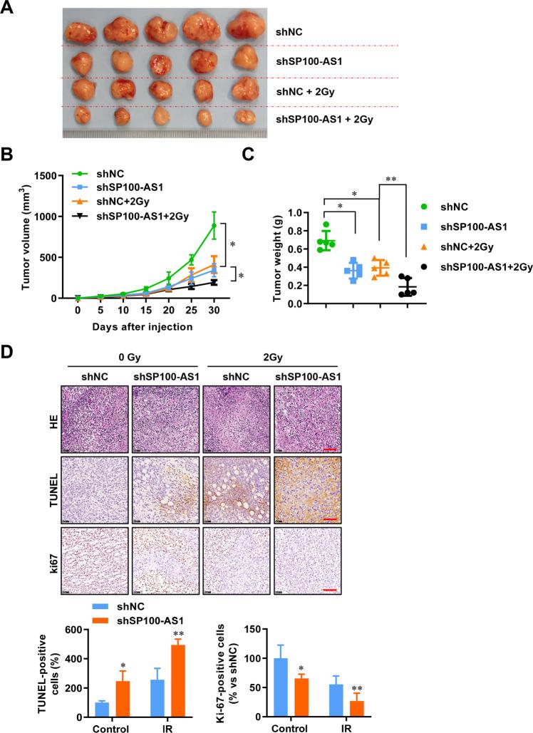 https://cdn.ncbi.nlm.nih.gov/pmc/blobs/a9f1/9883267/30263a527016/41418_2022_1049_Fig3_HTML.jpg
